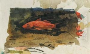 Goldfish Goldfish