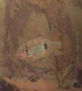 Parelmoervis Parelmoervis
