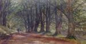 Beech Avenue, Inverary Castle