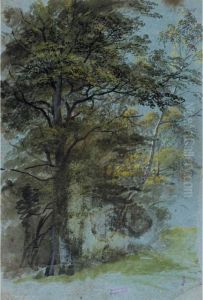 Recto: Study Of A Clump Of Trees