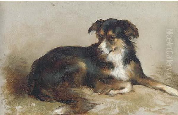 A Collie - view 1