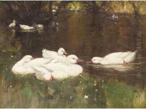 Duck On A Pond by Patrick Downie