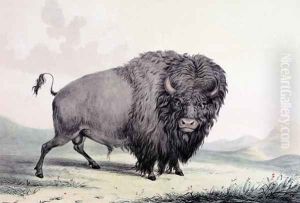 A Buffalo bull grazing by George Catlin