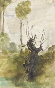 Un Arbre Mort Dans Un Paysage Un Arbre Mort Dans Un Paysage