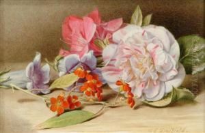 Camelliaeuphobia