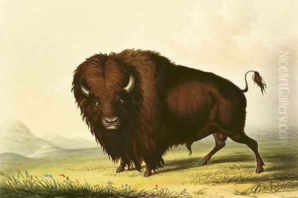 A Bison, c.1832 - view 1