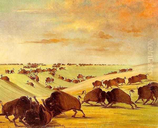 Buffalo Bulls Fighting in Running Season, Upper Missouri, 1837-39 - view 1