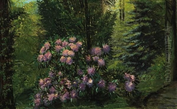 Pink Rhododendron - view 1