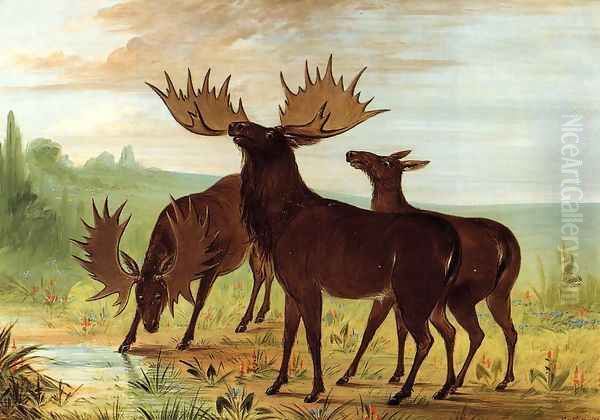 Moose at Waterhole - view 1