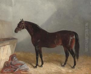 'surplice' In Stable