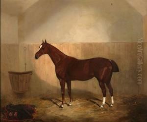 Study Of Achestnut Horse In A Stable