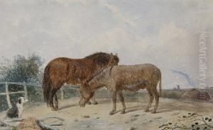 Pony, Donkey And Gypsy Camp