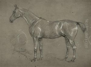Study Of A Horse