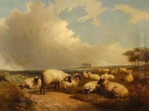 Sheep In An Extensive Landscape