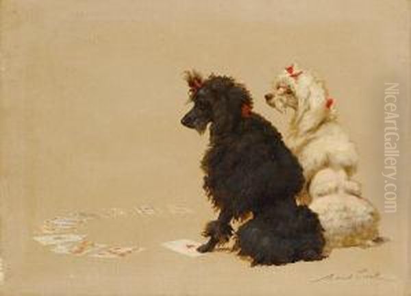 Toy Poodles - view 1