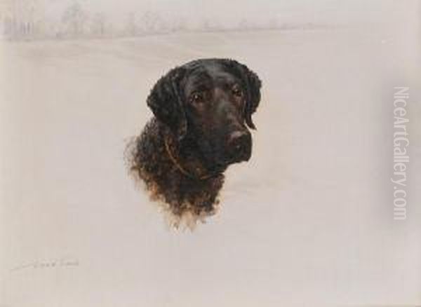 Curly Coated Retriever - view 1