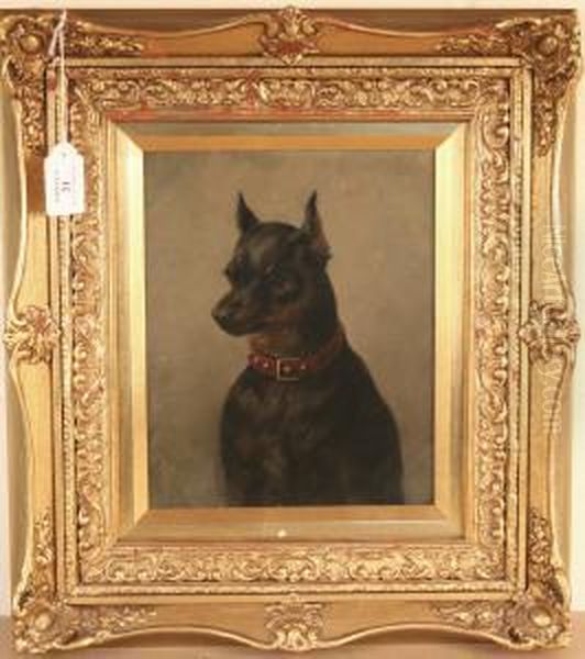Study Of A Pinscher Wearing A Leather Collar With Metal Studs - view 1