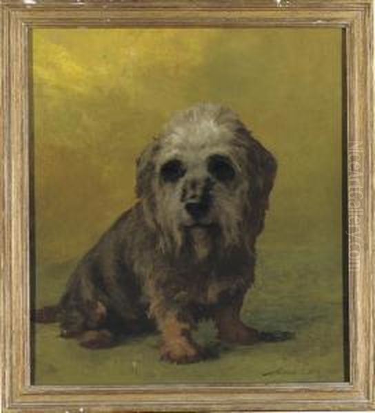 A Dandie Dinmont - view 1