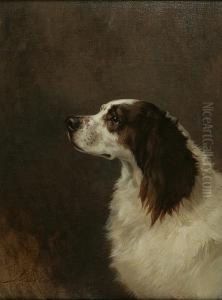 Springer Spaniel Portrait by Maud Earl