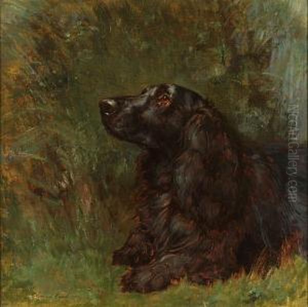 A Field Spaniel - view 1