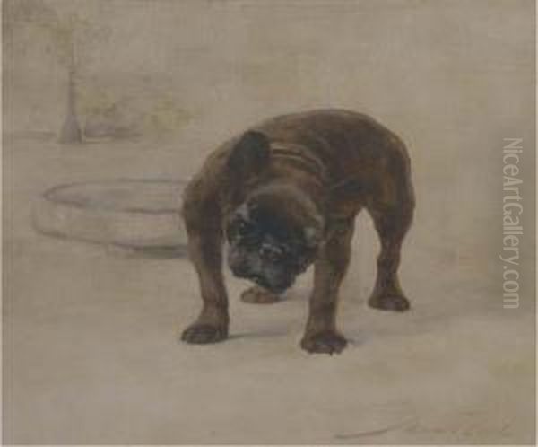 Champion Dinette, A French Bulldog - view 1