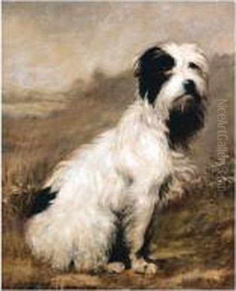Bearded Terrier - view 1