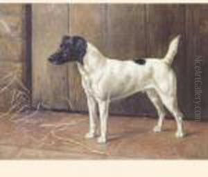 'champion D'orsay' 'champion D'orsay'
