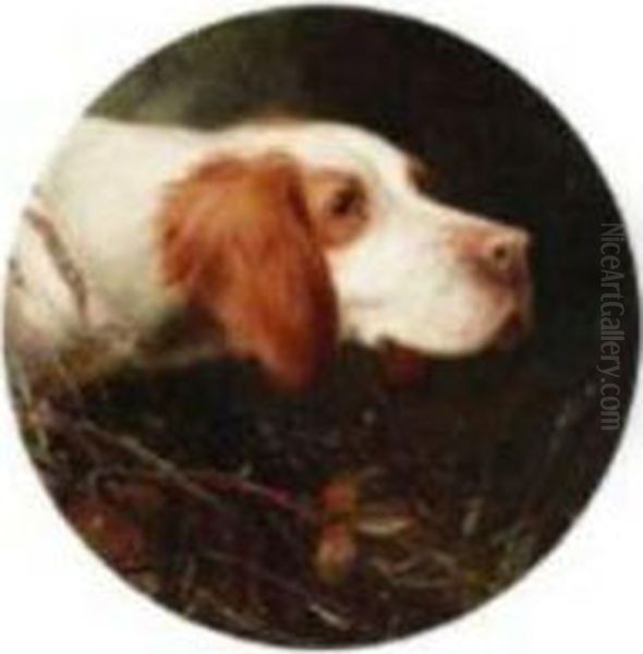 An English Setter - view 1
