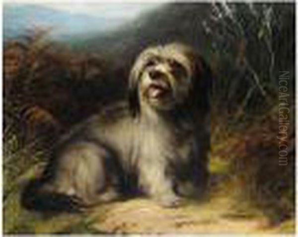 Skye Terrier - view 1