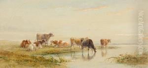 Cattle Watering Cattle Watering