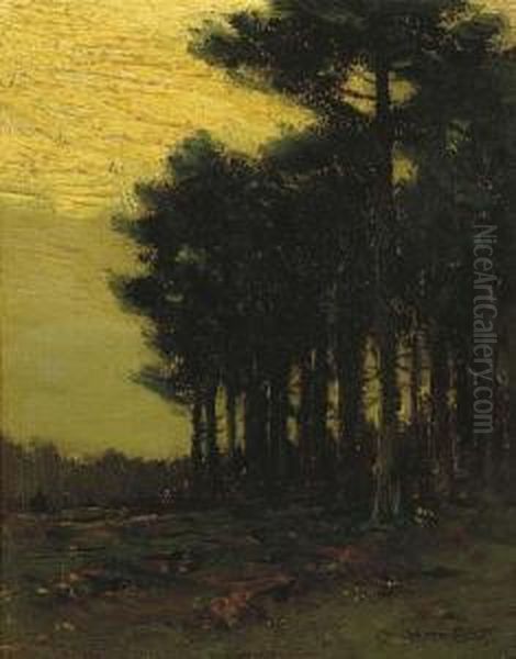 A Stand Of Trees At Dusk - view 1
