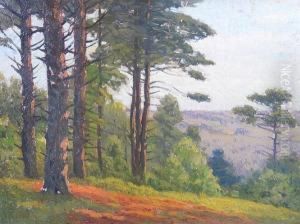 A Stand Of Pines On A Hill
