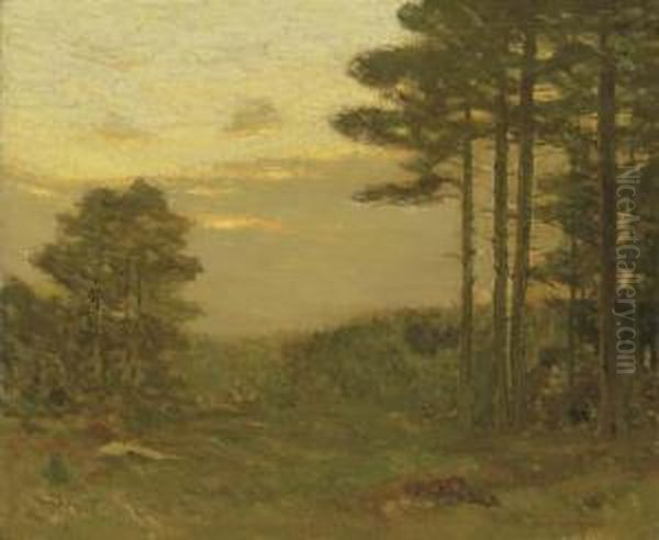 Pine Trees At Dusk - view 1