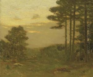 Pine Trees At Dusk