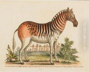 Zebra Femina