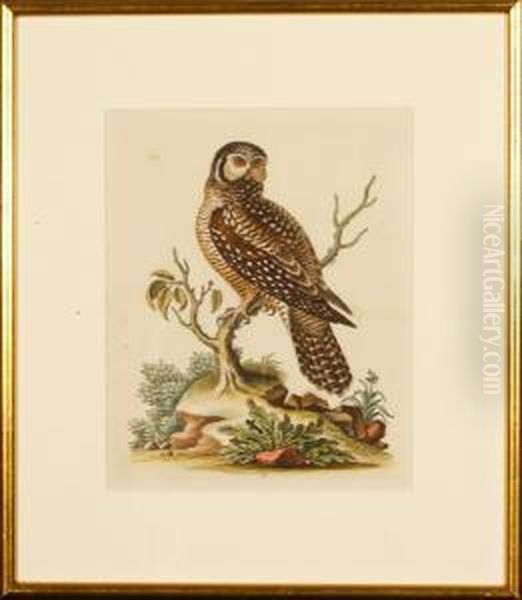 The Little Hawkowl - view 1