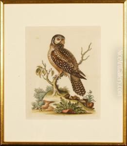 The Little Hawkowl