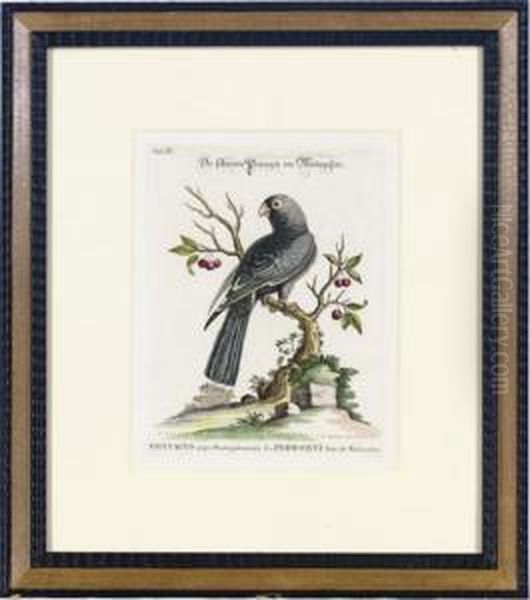 [collection Of Various Foreign And Little-known Birds]: Six Plates - view 1