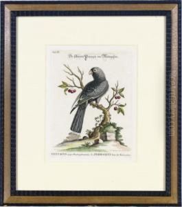 [collection Of Various Foreign And Little-known Birds]: Six Plates