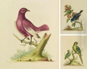 A Natural History Of Birds by George Edwards