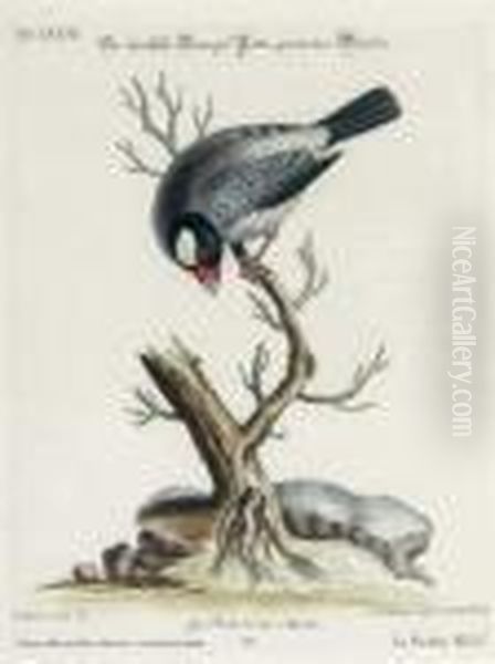 [collection Of Various Foreign And Little-known Birds]: Six Plates - view 1