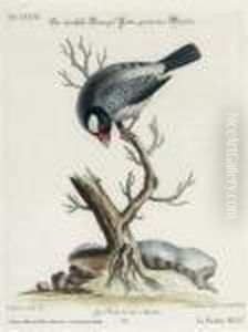 [collection Of Various Foreign And Little-known Birds]: Six Plates by George Edwards