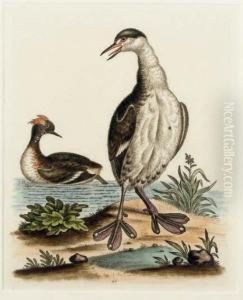 A Natural History Of Uncommon Birds: Six Plates