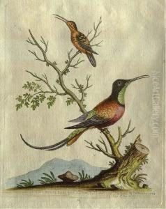 The Golden-winged Fly Catcher From Pensylvania