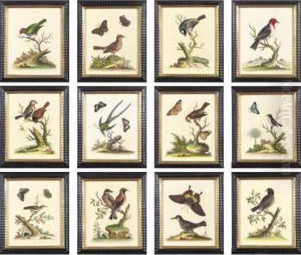 Twelve Hand-colored Engravings Of Birds - view 1