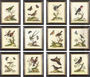 Twelve Hand-colored Engravings Of Birds