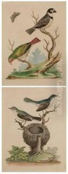 "little Blue-grey Flycatchers" And "small Busby From Brazil" - view 1