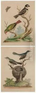 "little Blue-grey Flycatchers" And "small Busby From Brazil" by George Edwards