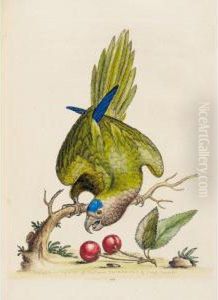 A Natural History Of Uncommon Birds