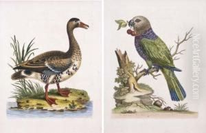 A Natural History Of Uncommon Birds, And Some Other Rare Andundescribed Animals by George Edwards